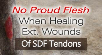 VET Sonotron Mark2 Heals External Wound On Superficial Digital Flexor Tendon Of Racehorse Without Proud Flesh After Treatment
